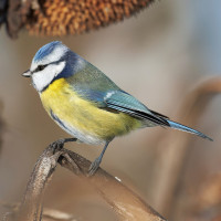 Eurasian Blue Tit